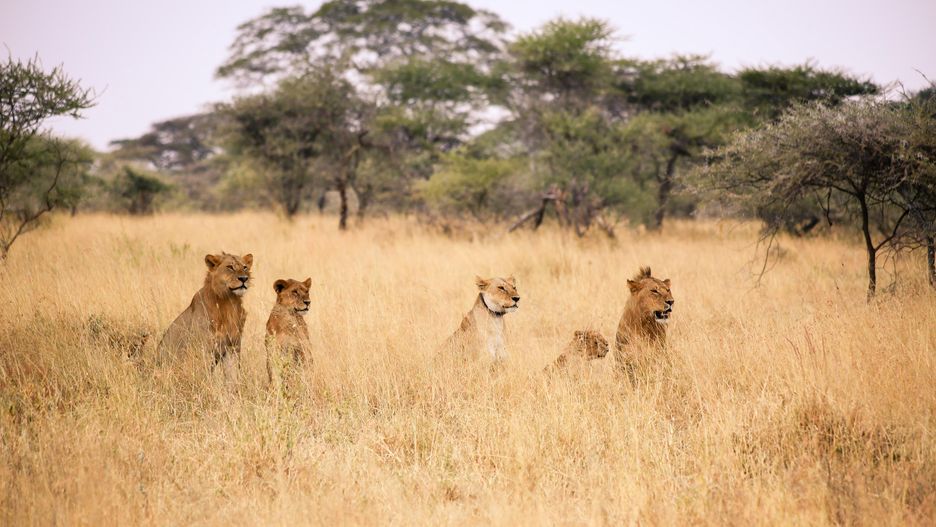 tanzania