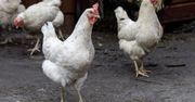 28 tysięcy kur do utylizacji. Pomór drobiu na fermie