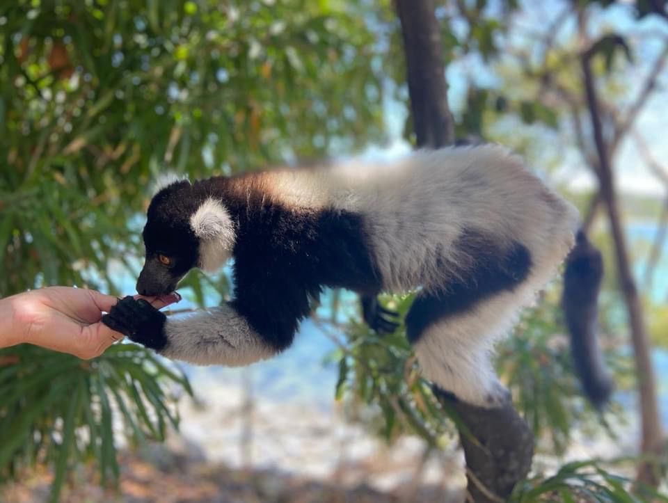 Wiele gatunków zwierząt na Madagaskarze to gatunki endemiczne