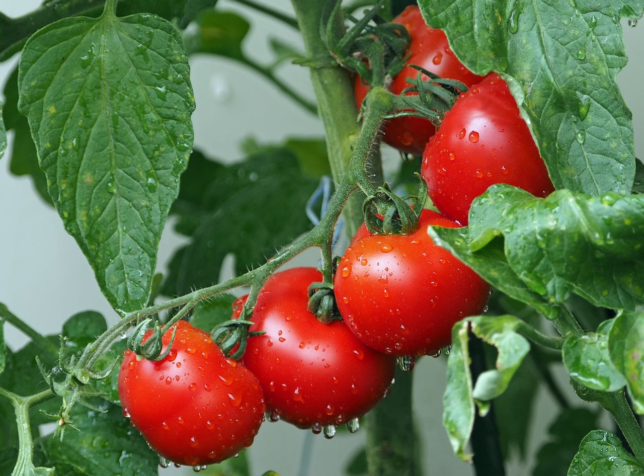 czym nawozić pomidory?, fot. Pixabay