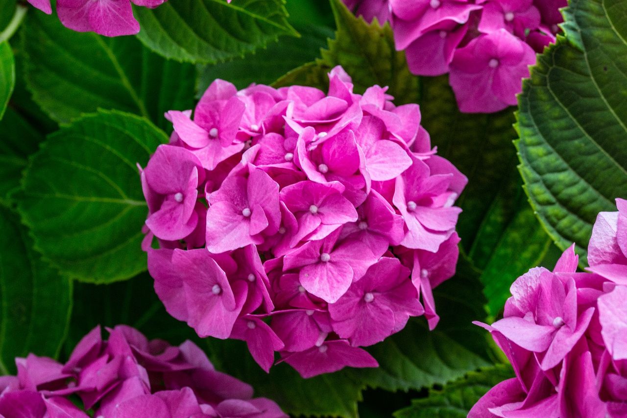 Jak zmienić kolor hortensji ogrodowej na różowy? Fot. Pixabay