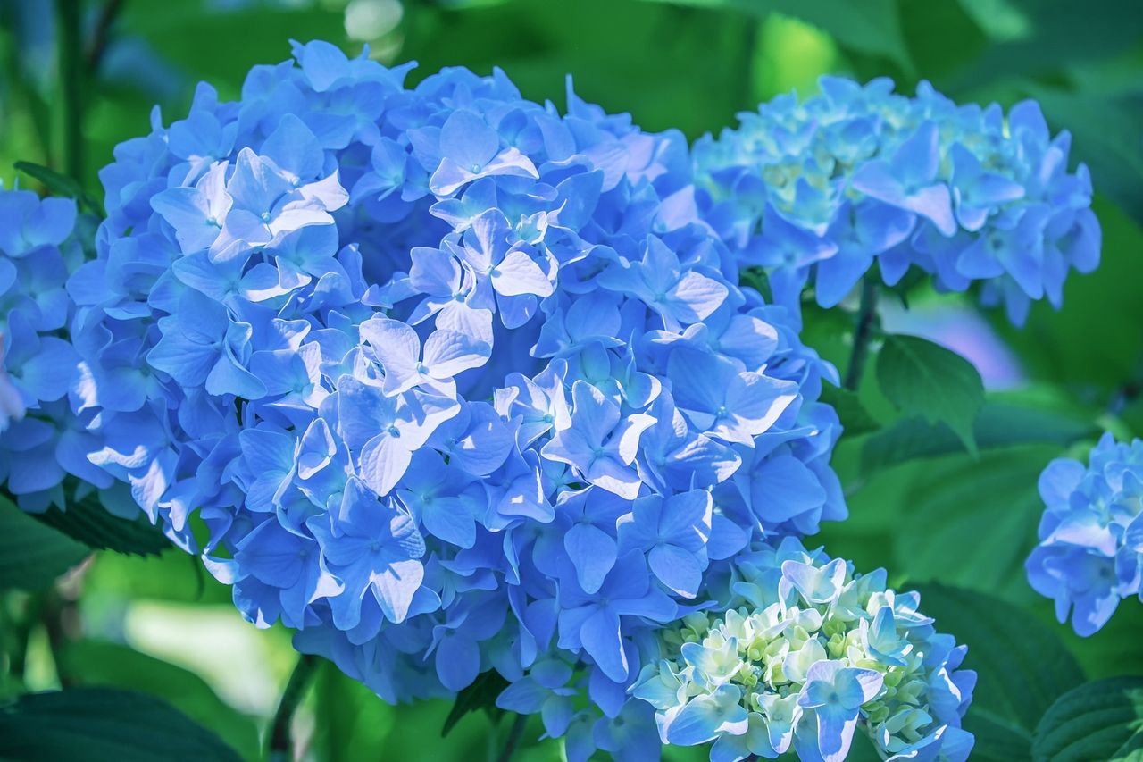 Jak zmienić kolor hortensji na niebieski? Fot. Pixabay