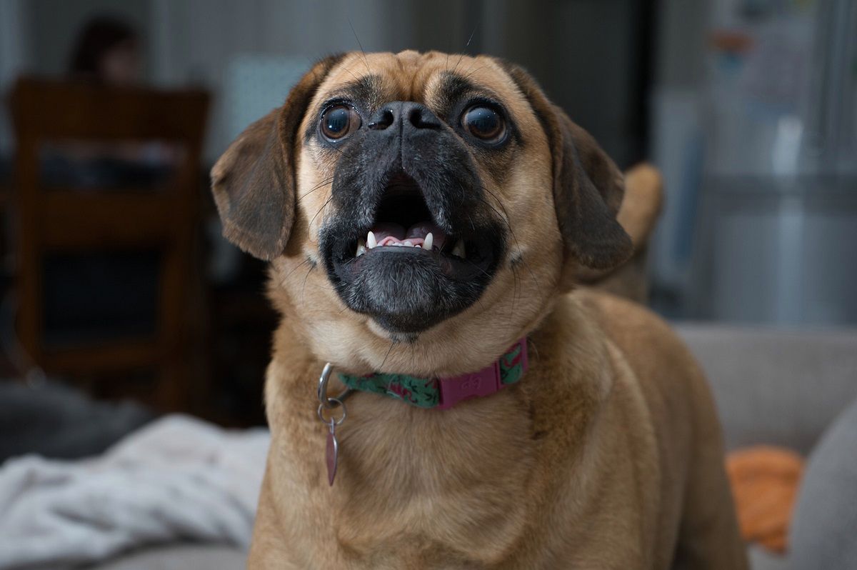 Czy można dostać mandat za szczekanie psa? Fot. Pixabay