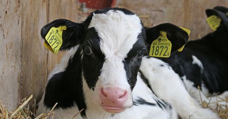 Spadają ceny skupu mleka przy rosnących kosztach produkcji. To może spowodować upadek wielu gospodarstw w tym roku