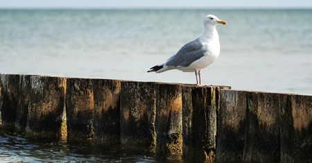 Mistrzowie naśladowania krzyku mew – nietypowe zawody w belgijskiej De Panne!