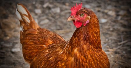 Naukowcy odnaleźli geny odpowiedzialne za czerwone ubarwienie piór ptaków
