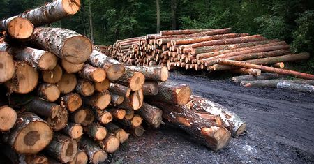 Leśnicy powołani do służby obrony kraju