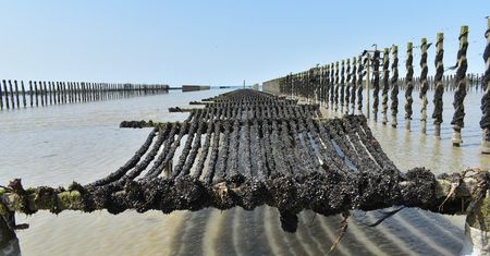 Hiszpania: Zmiana klimatu niszczy plony małży w delcie rzeki Ebro