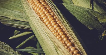 Dlaczego UE chce przejść na rolnictwo ekologiczne?
