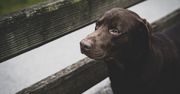 Dwuletni labrador- pierwszy pies na świecie leczony z uzależnienia od alkoholu.
