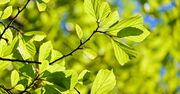Pogoda na ostatni tydzień kwietnia. Temperatura dotkliwie spadnie