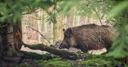 Dziki coraz częstszymi gośćmi na obrzeżach Krakowa. “Ich terytorium jest stałe. To człowiek wkracza na ich obszary”