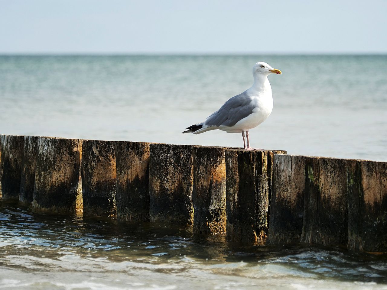 Mistrzowie naśladowania krzyku mew – nietypowe zawody w belgijskiej De Panne!