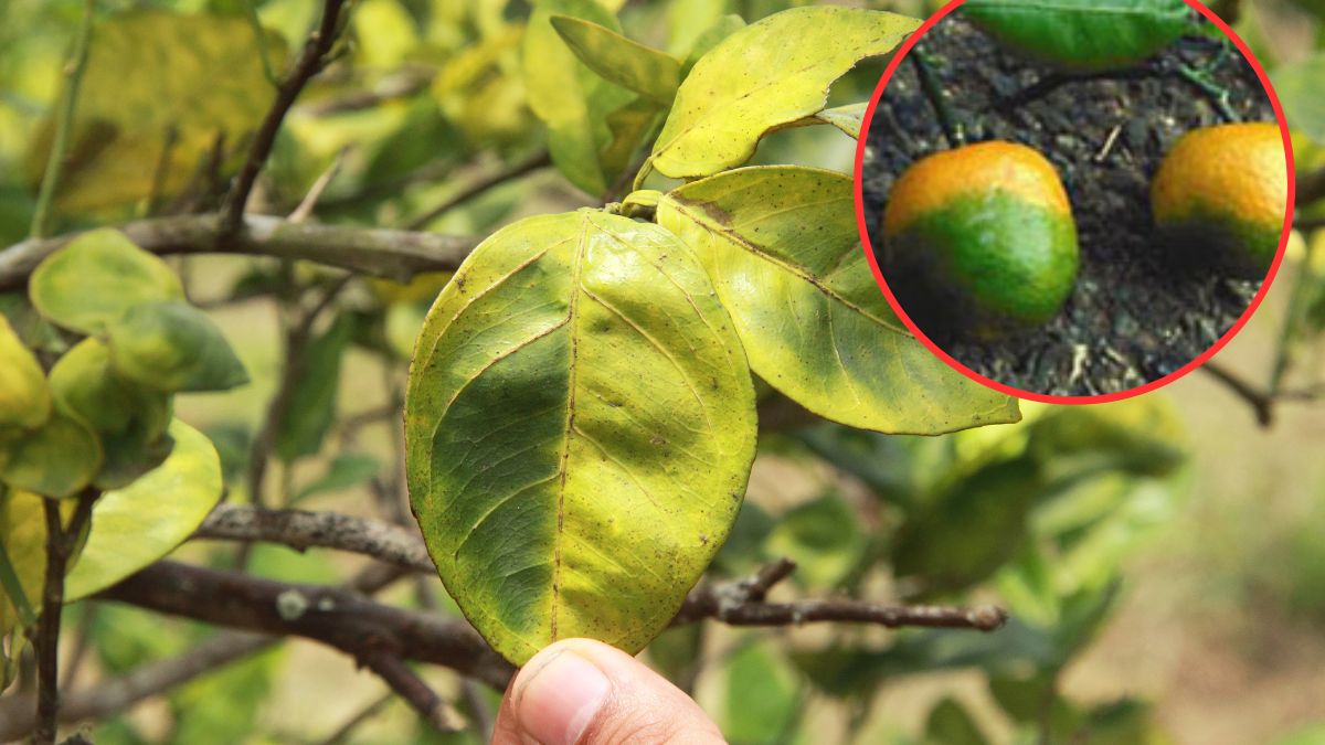 Choroba żółtego smoka w natarciu. Zbiory są znacznie mniejsze