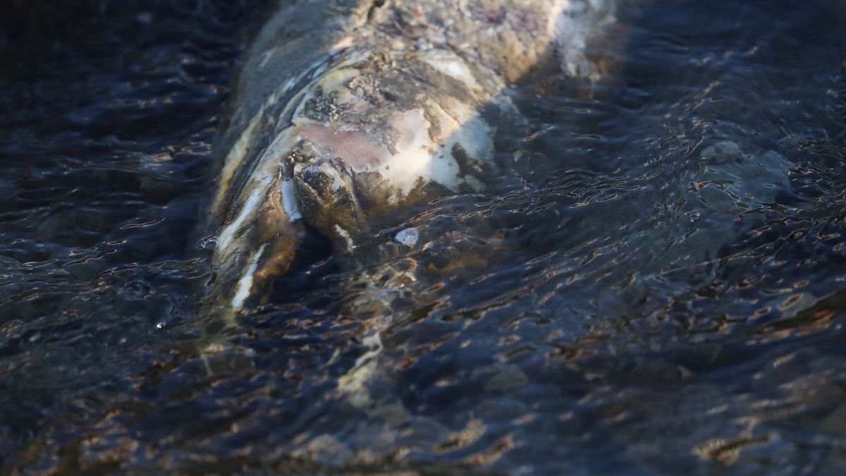 Martwa ryba - zdjęcie ilustracyjne