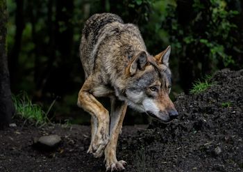 Ostrzeżenie przed wilkami. Gmina interweniuje