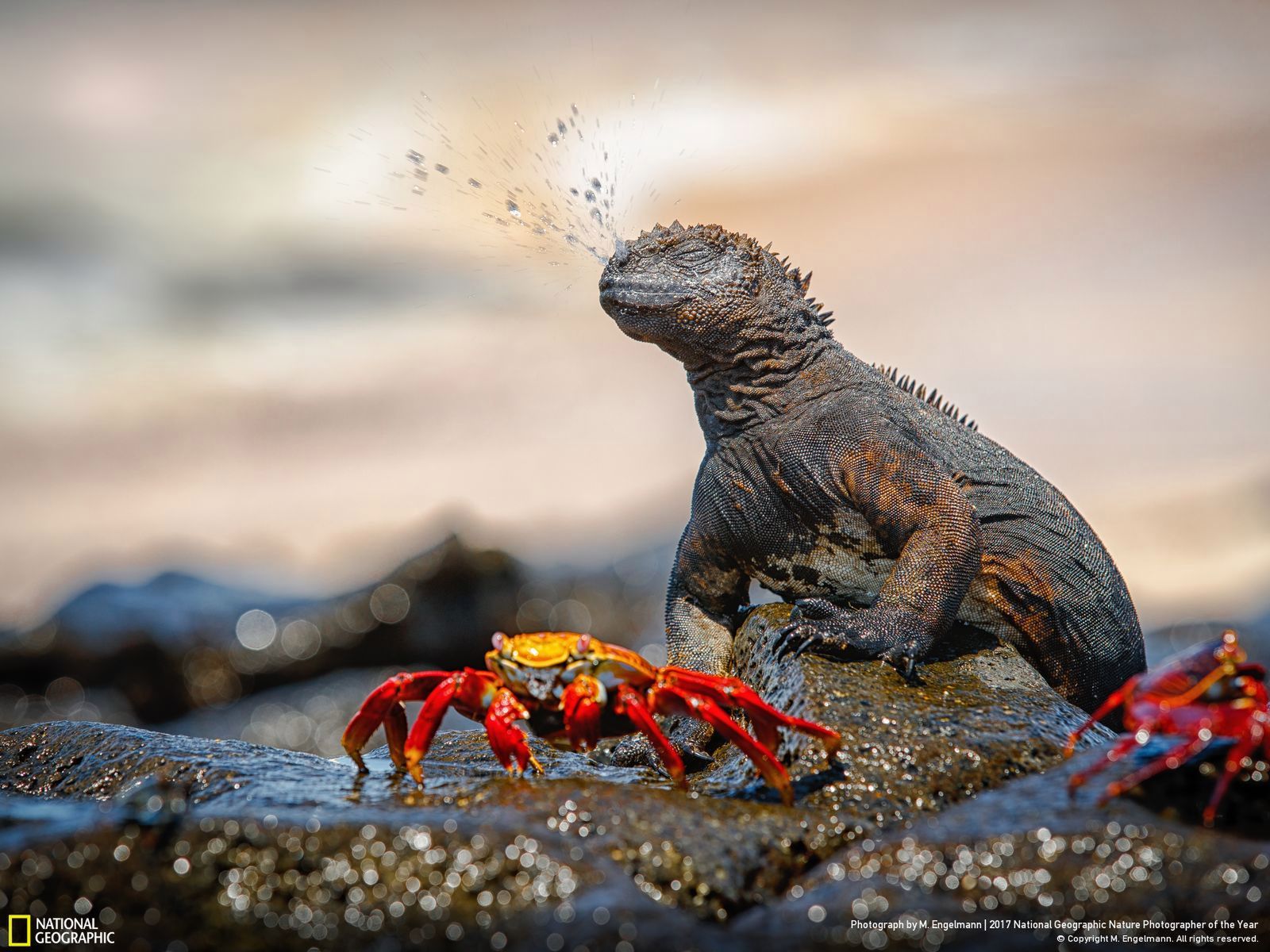 Poznaj najnowsze zgłoszone zdjęcia w konkursie Nat Geo Nature Photographer of the Year 2017 1