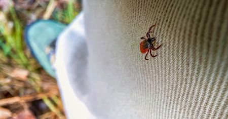 Kleszcz w domu? Tyle czasu może przetrwać bez żywiciela