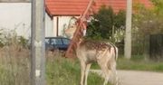 Spójrzcie, w co się zaplątał. Apel do mieszkańców: "Musimy mu pomóc"