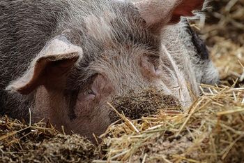 Ceny tuczników wyższe niż w Niemczech. Zobaczcie aktualne stawki w skupach