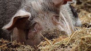 Ceny tuczników wyższe niż w Niemczech. Zobaczcie aktualne stawki w skupach