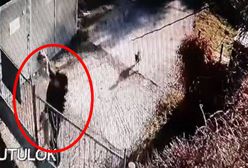 Chciała pozbyć się psów. To oburzające, co zrobiła