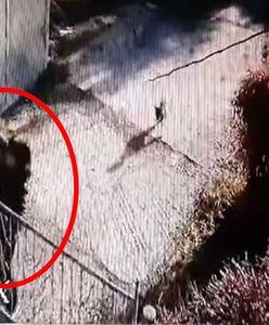 Chciała pozbyć się psów. To oburzające, co zrobiła