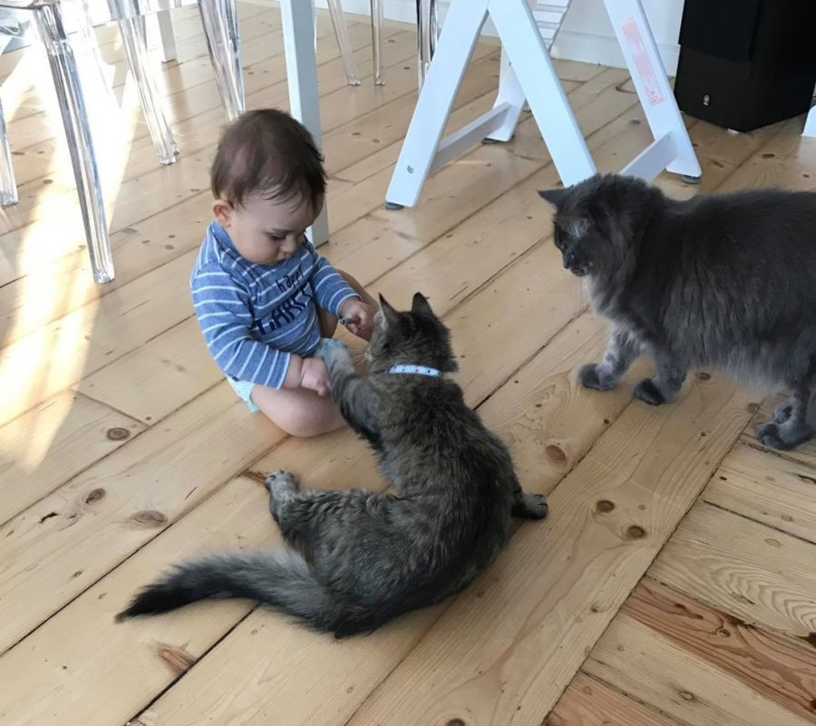 National Pet Day 2021 – Święto Zwierząt Domowych w USA