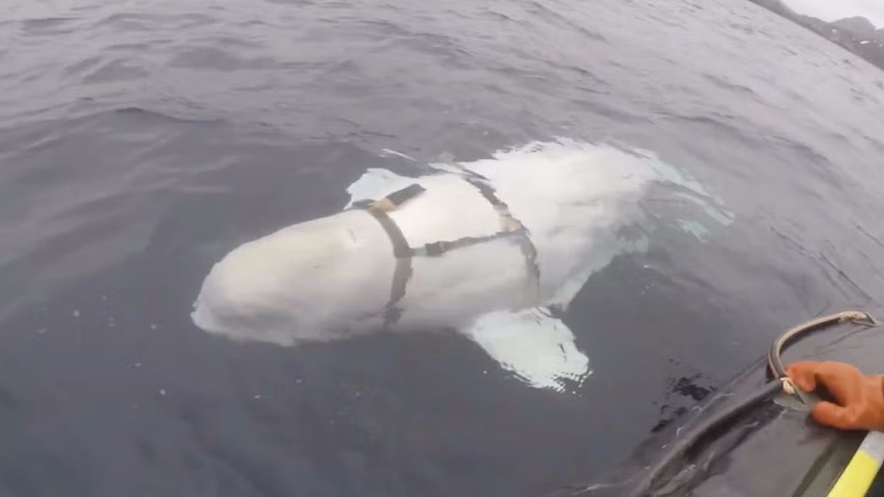 Arctic beluga whale Hvaldimir