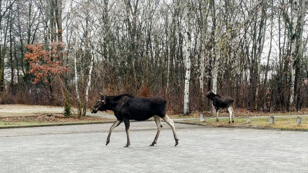 Łosie wyróżniają się charakterystycznym porożem i wyjątkowo 
