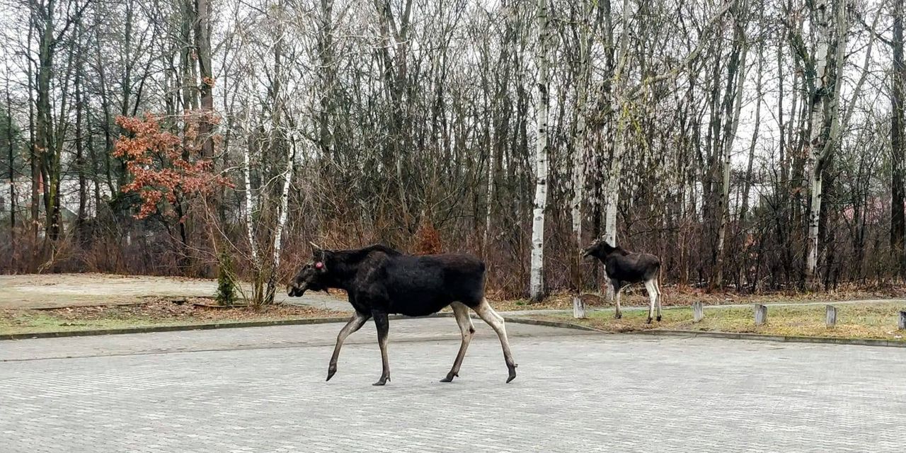 "Inspekcja" przed dyrekcją parku. "Jakie nogi, jaka gracja, no hrabiostwo"