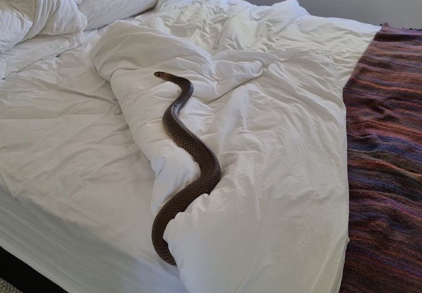 Wąż został bezpiecznie usunięty z łóżka Australijki 