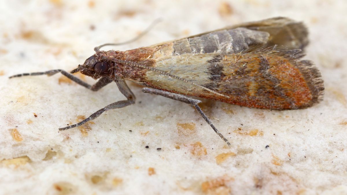 Klejdysz Tomasz
moth, mealmoth, interpunctella, indian, macro, background, close, moth, mealmoth, interpunctella, indian, macro, background, close, up, butterfly, insect, pest, posed, adult, close-up, small, wings, bug, lepidoptera, arthropod, isolated, animal, fauna, flour, meal, bugs, food, nature, moths, plodia, pyralidae, stored pest, warehouse, storage pest, waster, home pest, home, grain, cereals, invertebrate, agriculture, animals