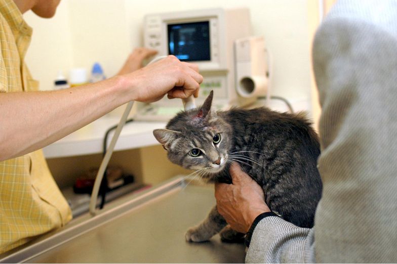 Rząd wycofuje się z podniesienia VAT-u na leki dla zwierząt