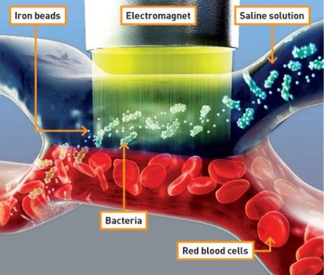 Elektromagnes, który odfiltruje bakterie z krwioobiegu