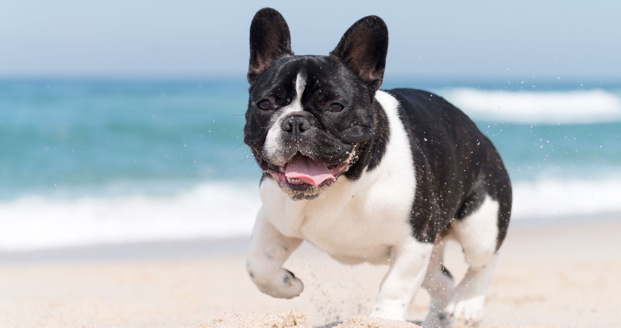 Buldog francuski i plażowanie to raczej kiepski pomysł