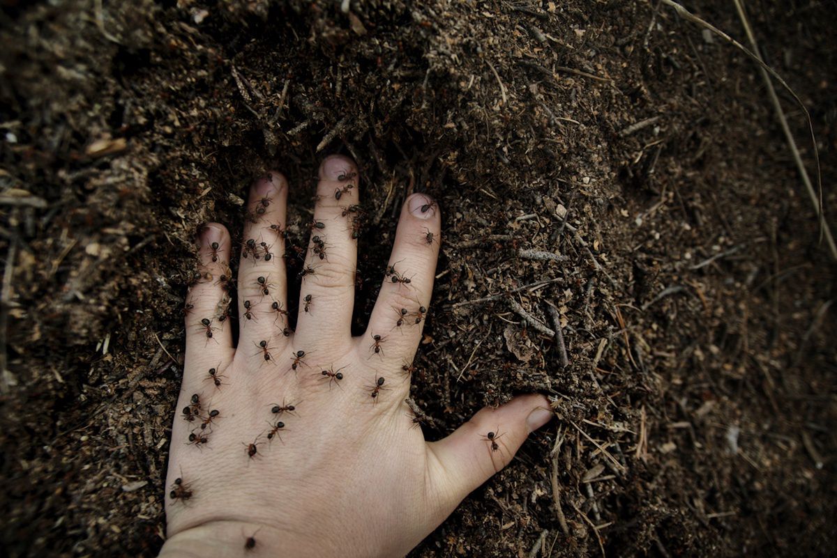 Kleszcze nienawidzą tego zapachu. Więcej się nie zbliżą