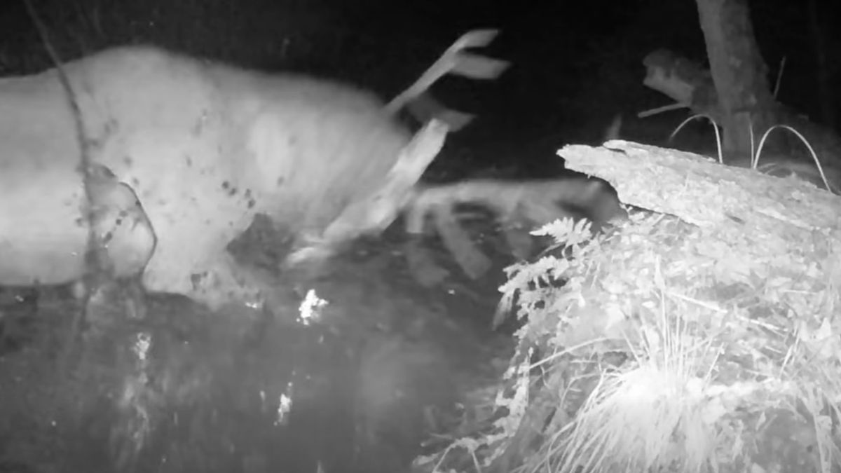 Starcie jelenia z wilkami. 