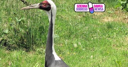 Niezwykłe narodziny w poznańskim ZOO. Wykluł się żuraw białoszyi