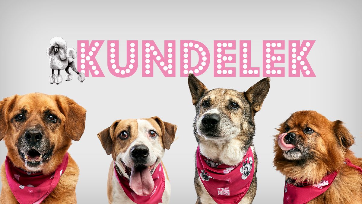 Pudelek znów łączy siły ze schroniskiem w Celestynowie!