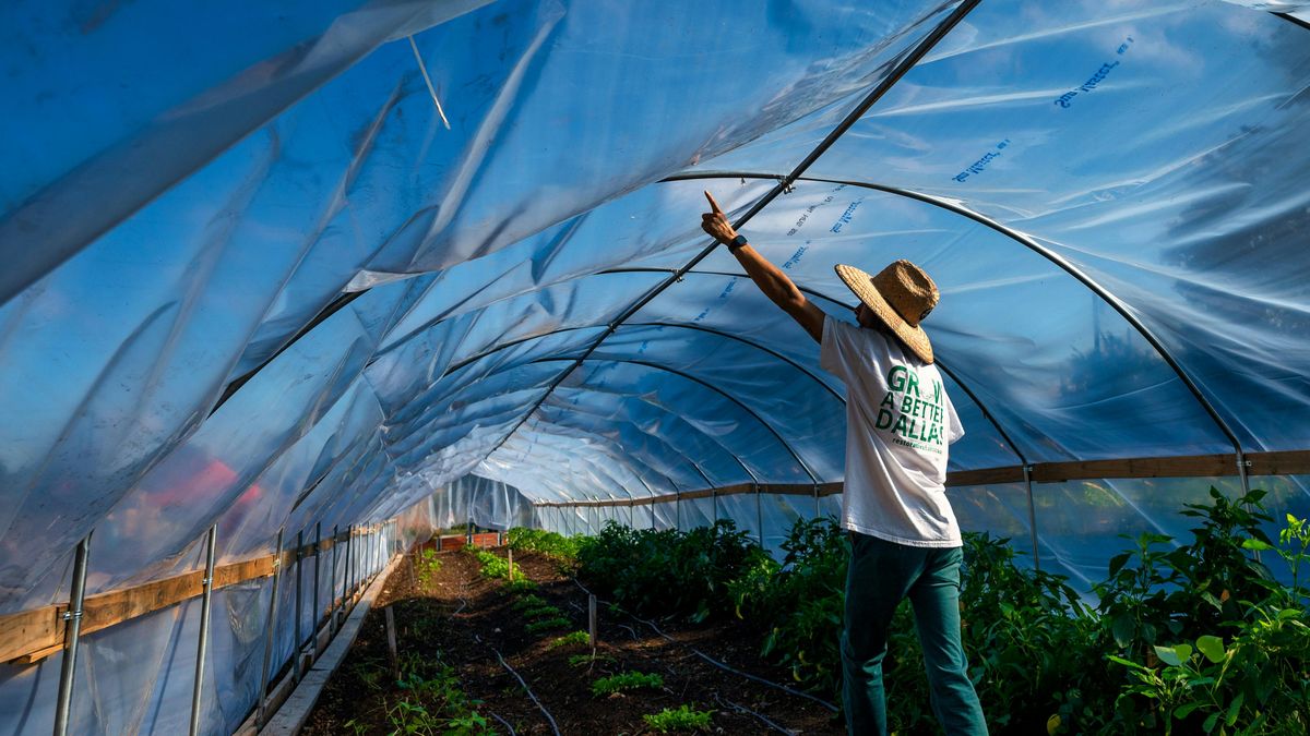 Tunel foliowy może zapewnić bezpieczeństwo naszym uprawom