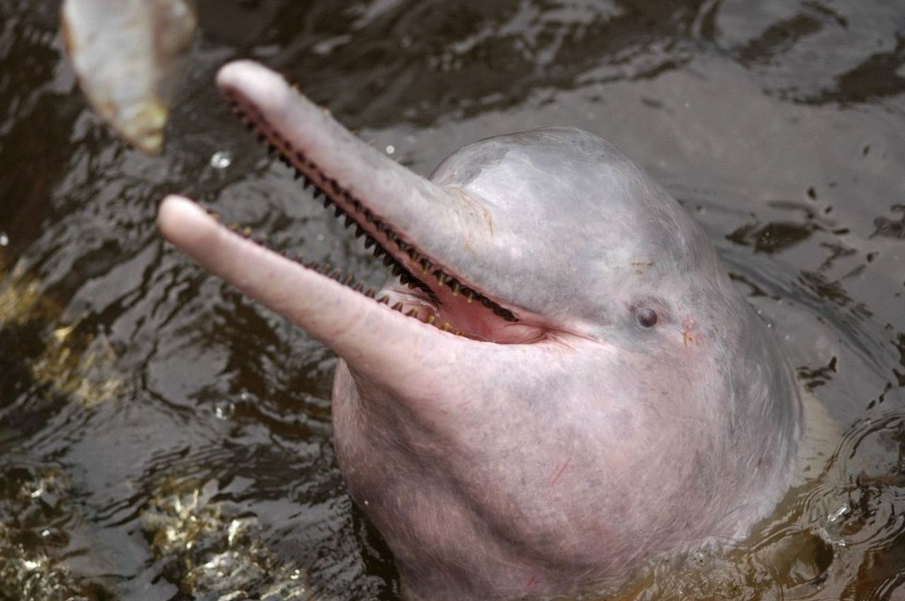 Delfin z Amazonki, zdjęcie ilustracyjne