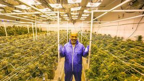 Mike Tyson i jego kraina zioła. Bokser będzie zarabiał miliony na trawce