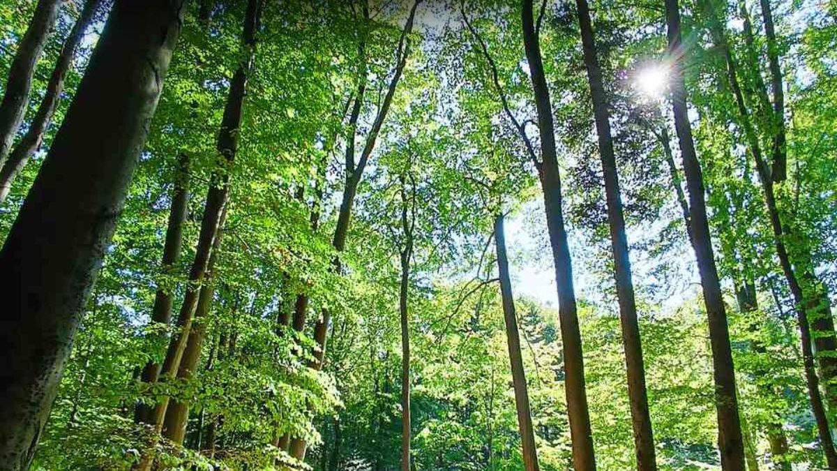 Świętokrzyski Park Narodowy