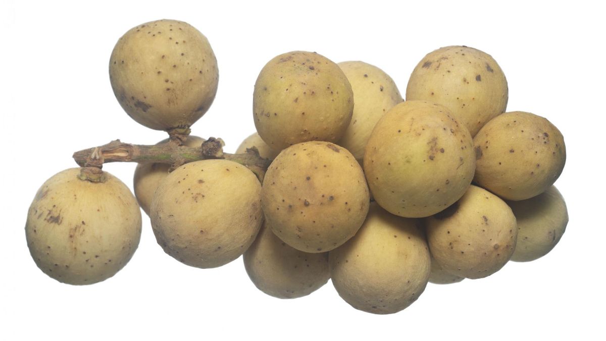 Słodliwka pospolita, inaczej langsat lub duku, jest drzewem tropikalnym, który wymaga wysokich temperatur i wysokiej wilgotności powietrza oraz gleby.