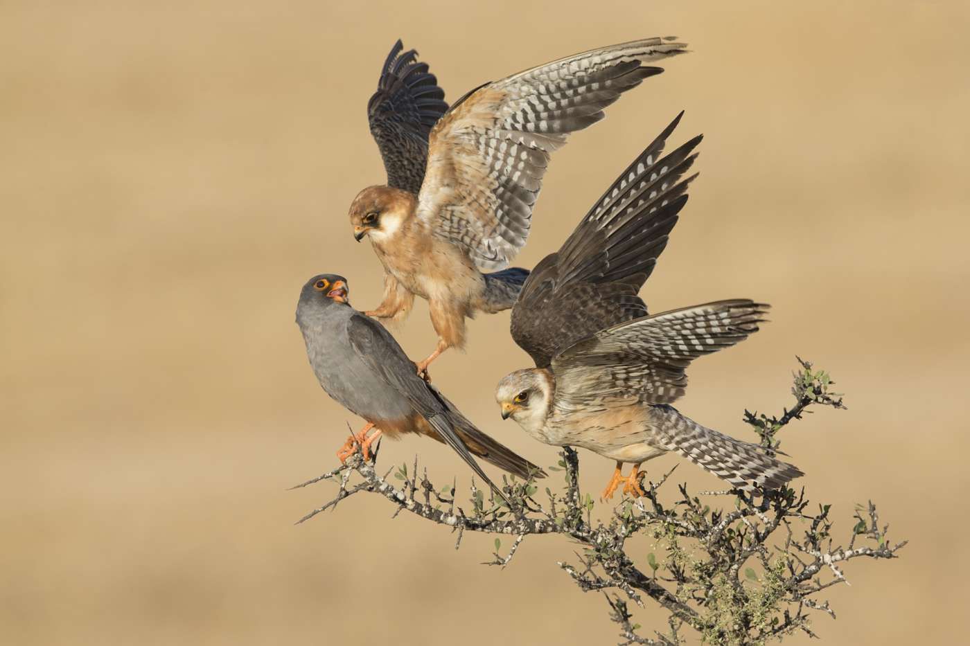 Zdjęcia wyróżnione w konkursie Wildlife Photographer of the Year 2015 2