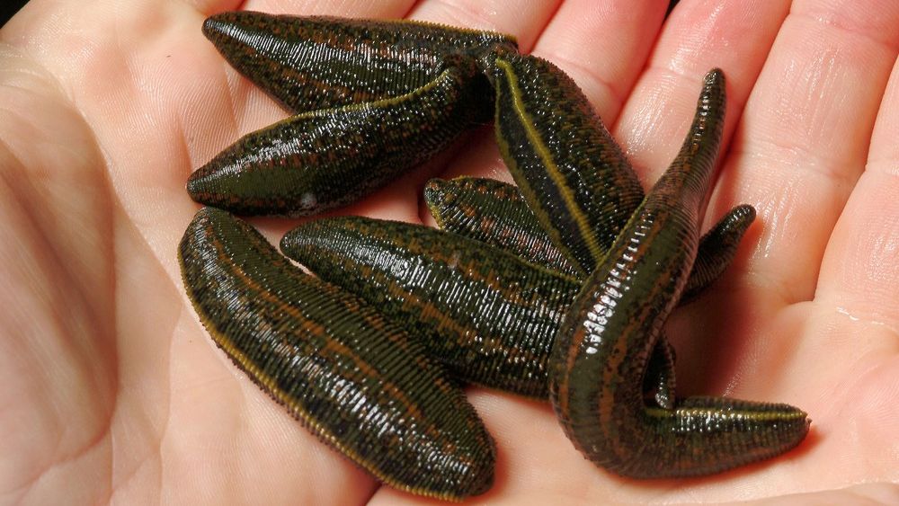 To pierwsza w Polsce kontrolowana hodowla laboratoryjna pijawek