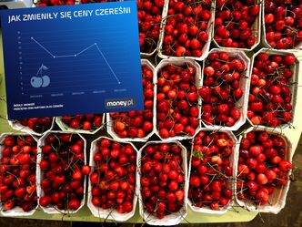 Czereśnie z Turcji i Uzbekistanu zalewają rynek. A polscy hodowcy walczą o przetrwanie