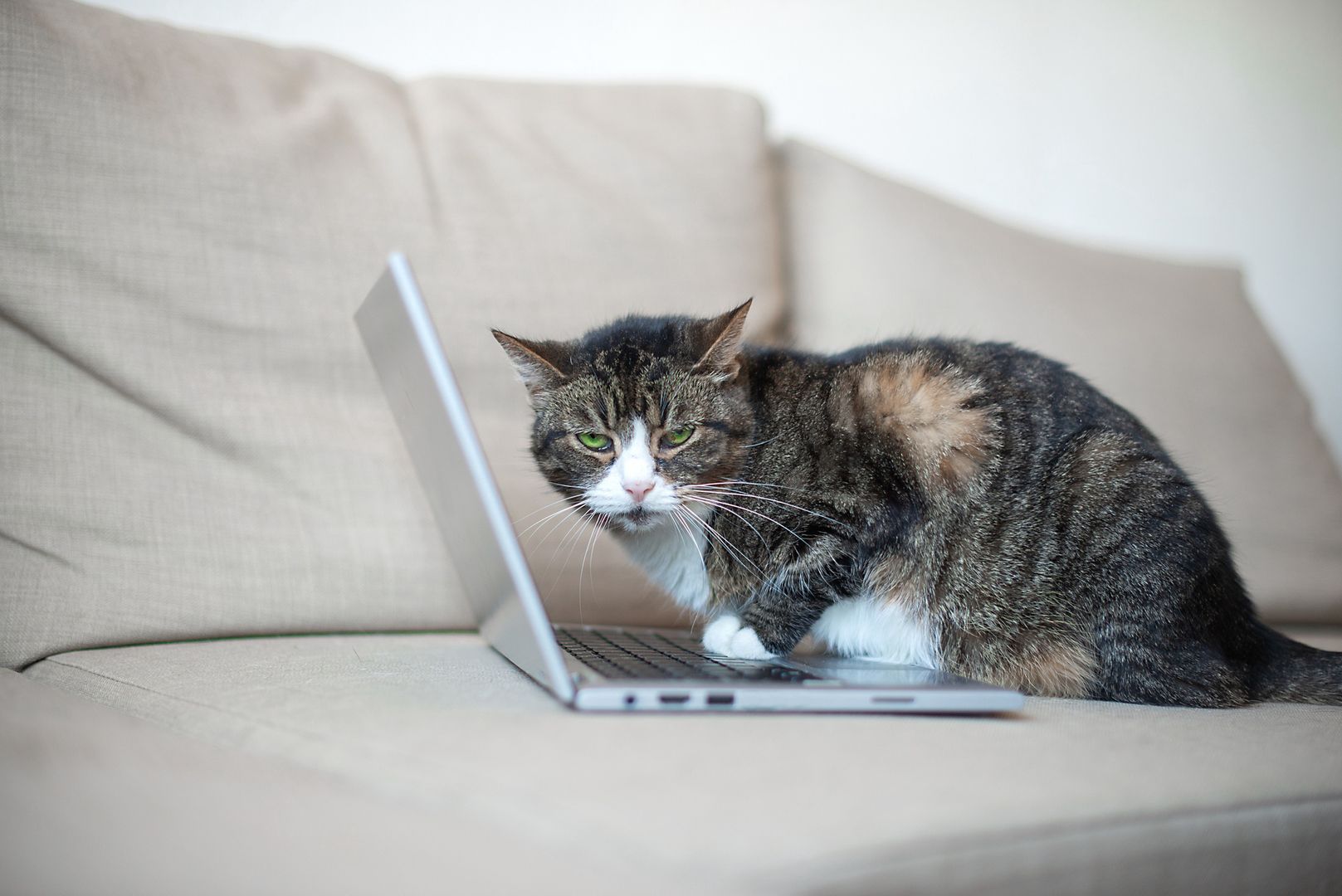 Kot przejmuje Twój komputer? Badacze tłumaczą dlaczego