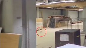 Nagranie z Camp Nou niesie się po sieci. "Szczury w strefie VIP"